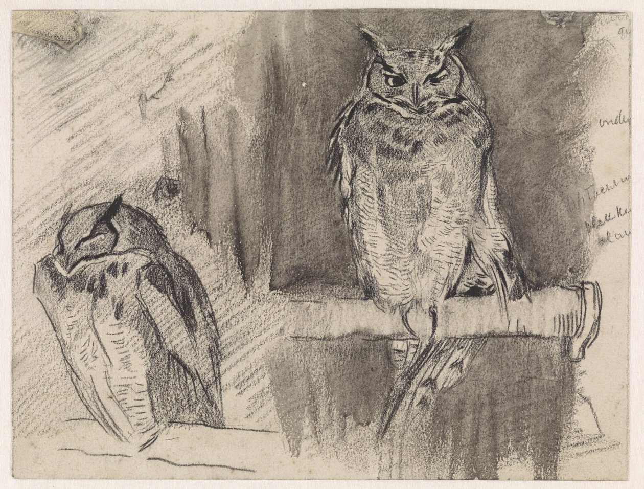 To studier av en ugle av Jan van Essen