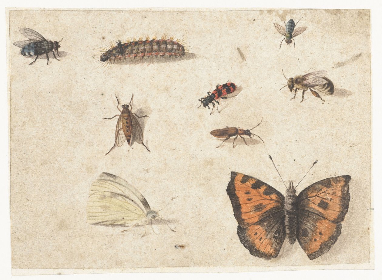 Ark med studier av ni insekter av Jan van Kessel (I)