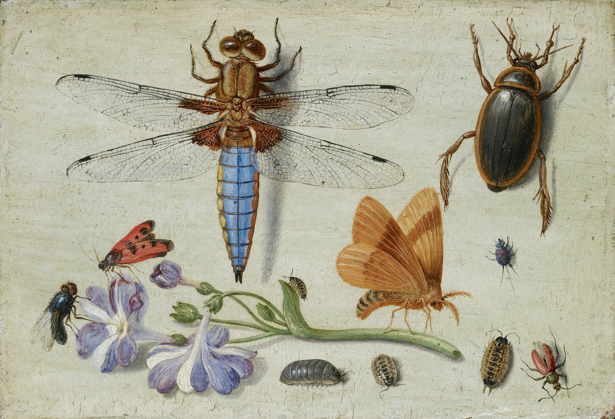 En hane, bille, trelus og andre insekter, med en kvist av Auricula, tidlig på 1650-tallet av Jan van Kessel