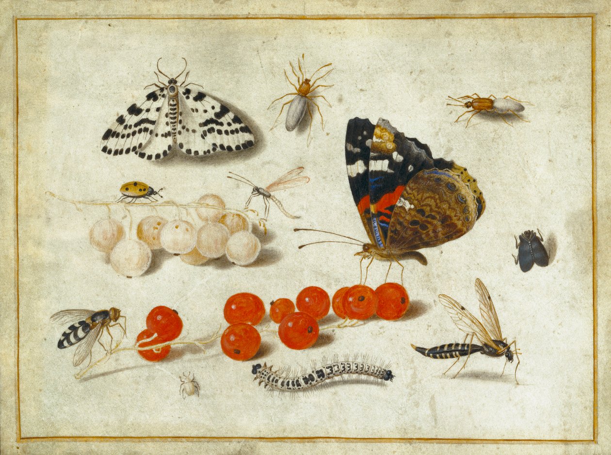 Sommerfugl, larve, møll, insekter og rips, ca. 1650-65 (gouache og blekk på vellum) av Jan van Kessel the Elder