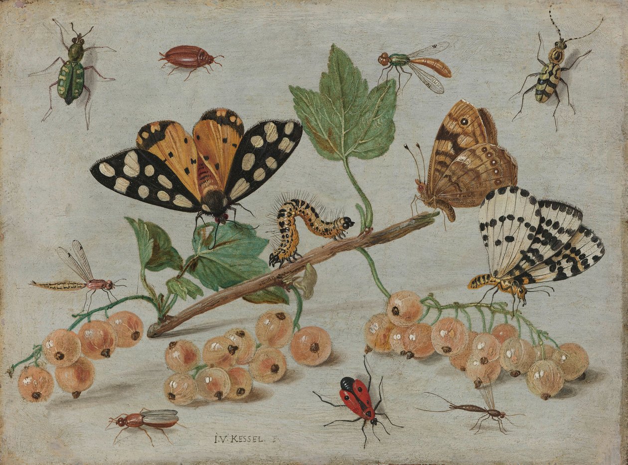 Insekter og frukt, ca. 1660-5 (olje på kobber) av Jan van Kessel the Elder
