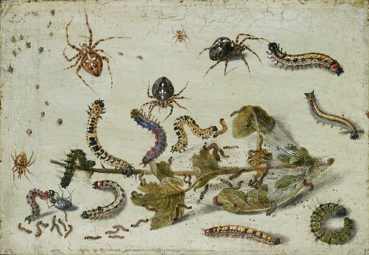 Ulike edderkopper og larver, med en kvist av stikkelsbær, tidlig på 1650-tallet av Jan van Kessel