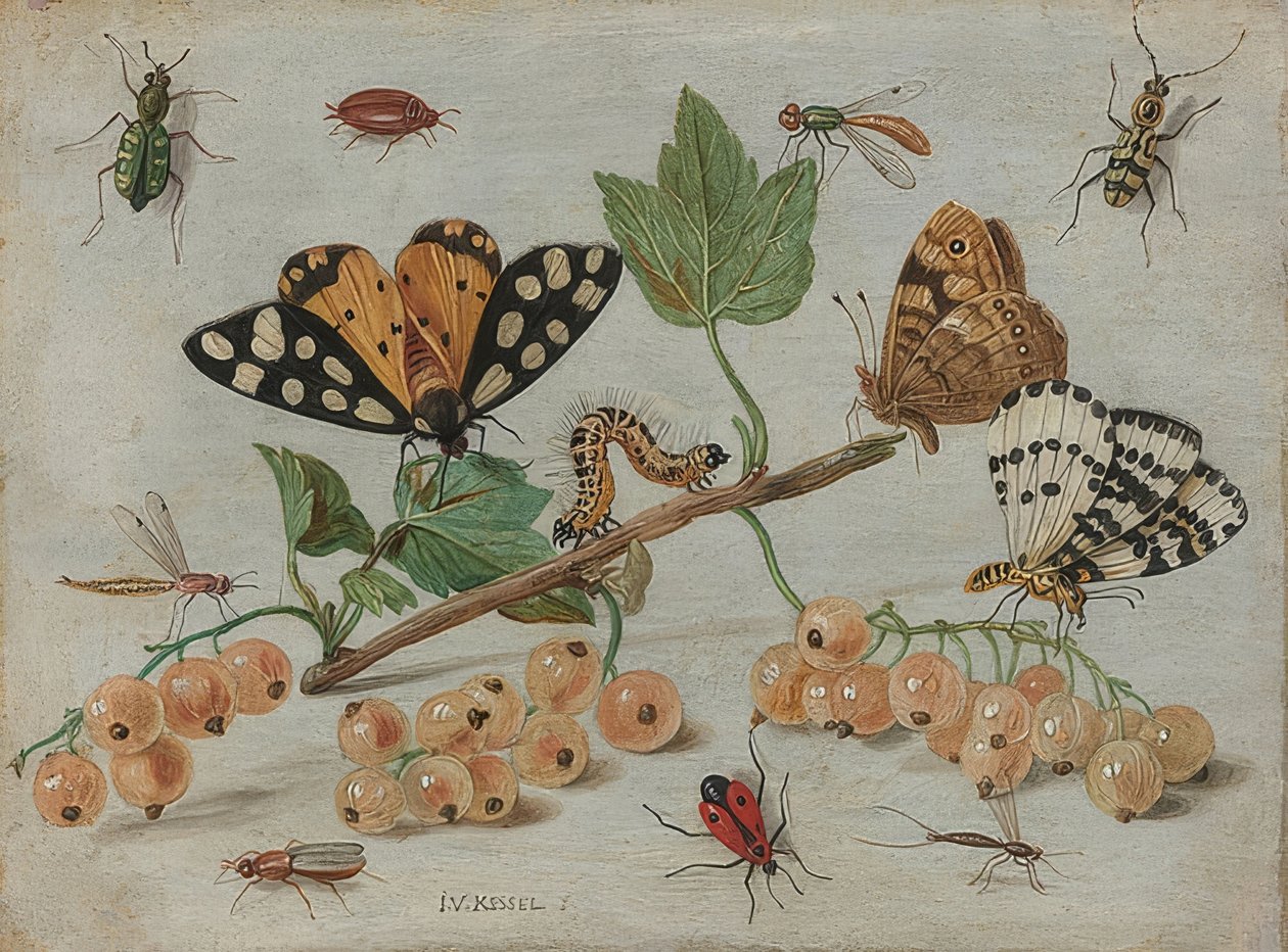 Insekter og frukt. Rundt 1660-65 av Jan van Kessel the Elder