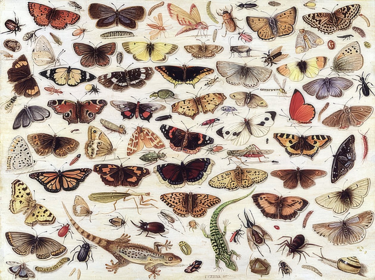 Studie av sommerfugler og andre insekter. 1657 av Jan van Kessel the Elder