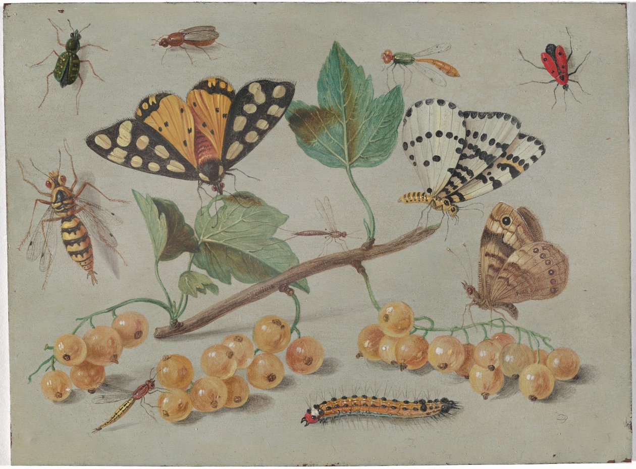 Studie av sommerfugler og insekter av Jan van Kessel the Elder