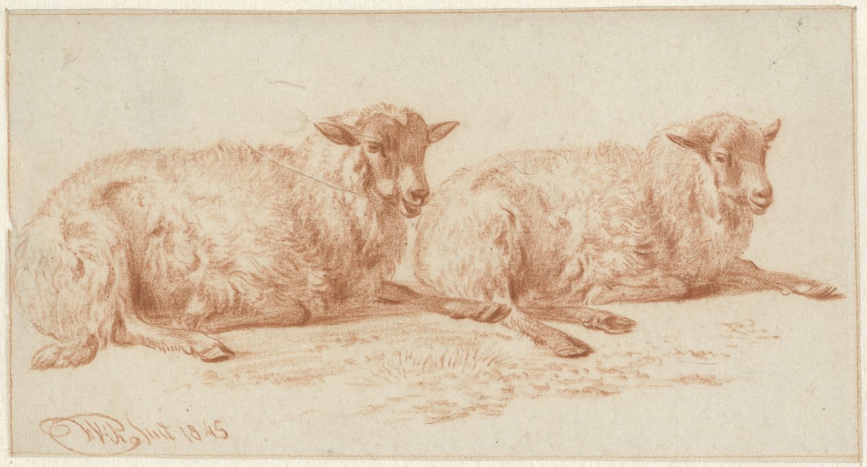 Studie av to liggende sauer av Jan van Ravenswaay