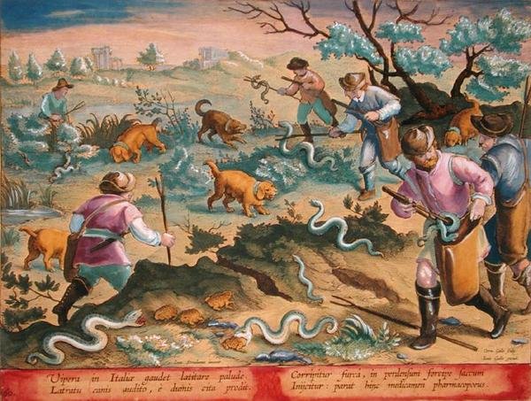 Italian Vipers Eating Toads, plate 60 fra 