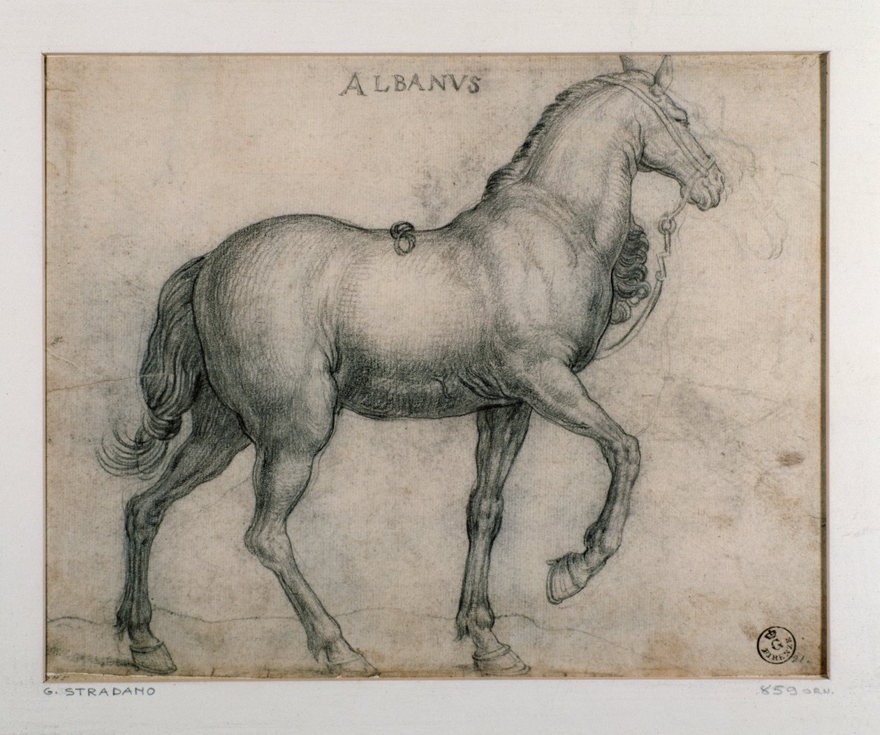 Studie for en hest Tegning av Giovanni Stradano (Jan van der Straet) (1523-1605) Firenze, Institutt for trykk og tegninger, Uffizi (kontorer) av Jan van der Straet