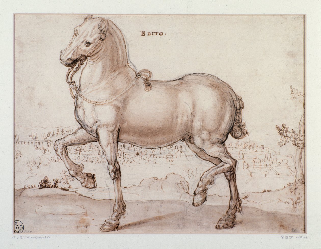 Studie for en hest Tegning av Giovanni Stradano (Jan van der Straet) (1523-1605) Firenze, Institutt for trykk og tegninger, Uffizi (kontorer) av Jan van der Straet