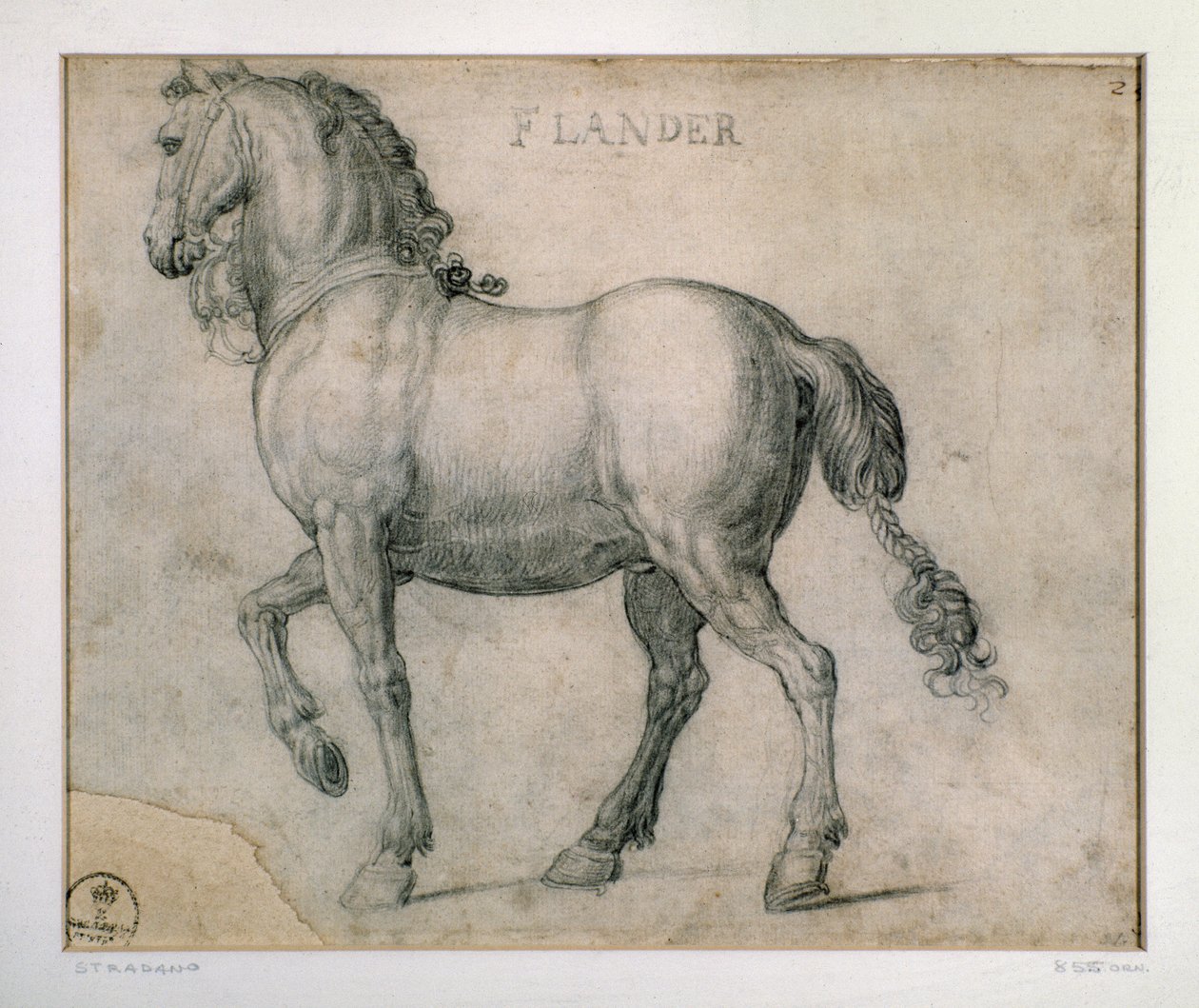 Studie for en hest fra Flandern Tegning av Giovanni Stradano (Jan van der Straet) (1523-1605) Firenze, Institutt for trykk og tegninger, Uffizi (kontorer) av Jan van der Straet