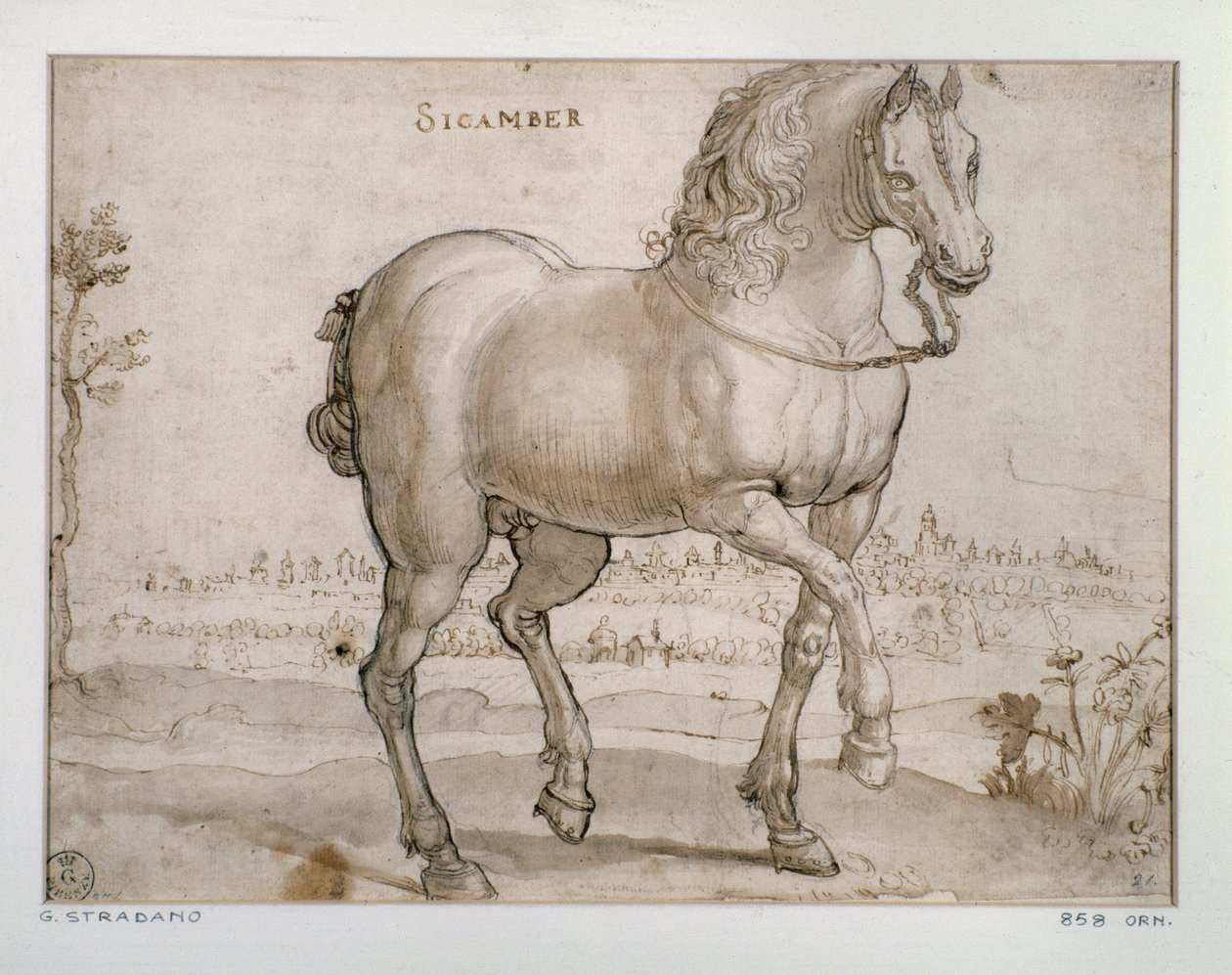 Studie for en scamber hest Tegning av Giovanni Stradano (Jan van der Straet) (1523-1605) Firenze, Institutt for trykk og tegninger, Uffizi (kontorer) av Jan van der Straet