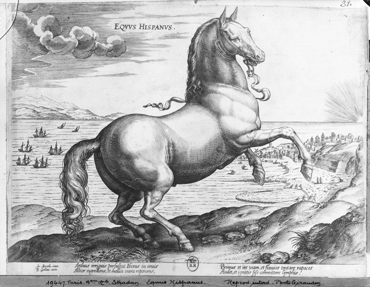 Spansk hest av Jan van der Straet