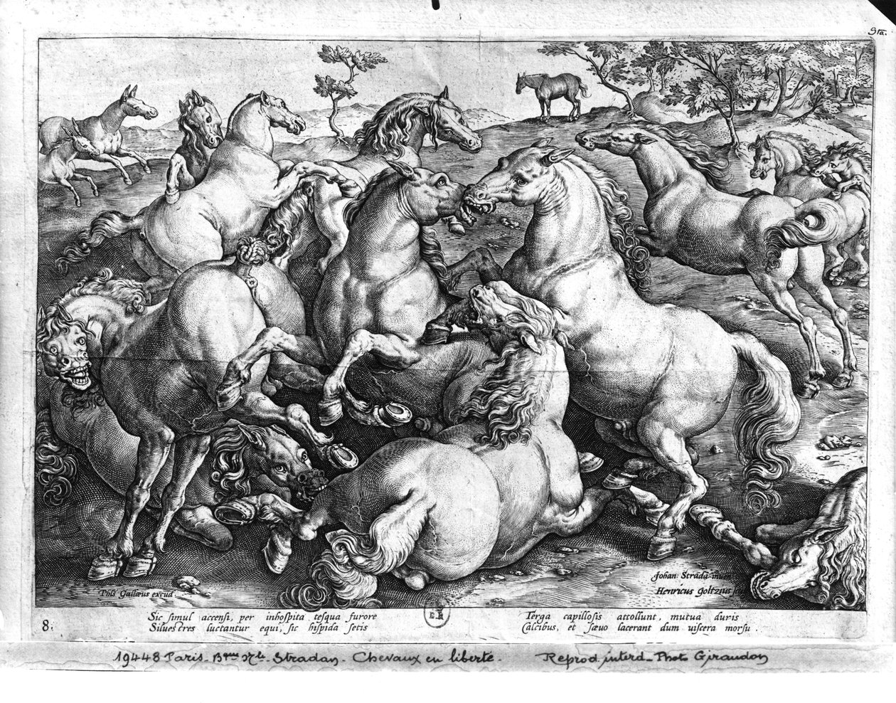 Hester i naturen av Jan van der Straet