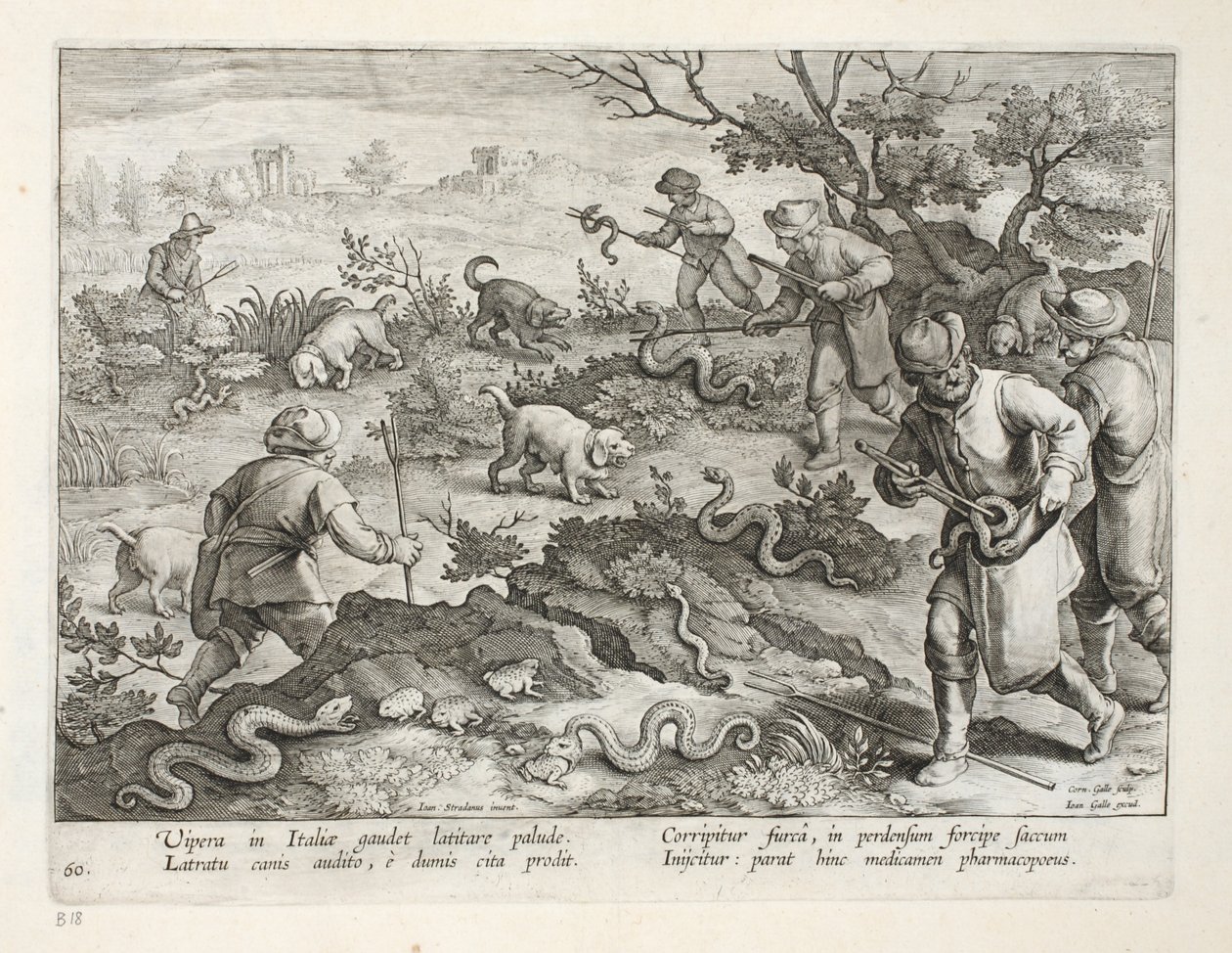 Italian Vipers Eating Toads, plate 60, illustrasjon fra 