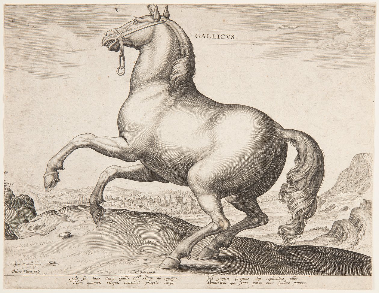 En fransk hest, fra det første settet av "Equile Joannis Austriaci" av Jan van der Straet, called Stradanus