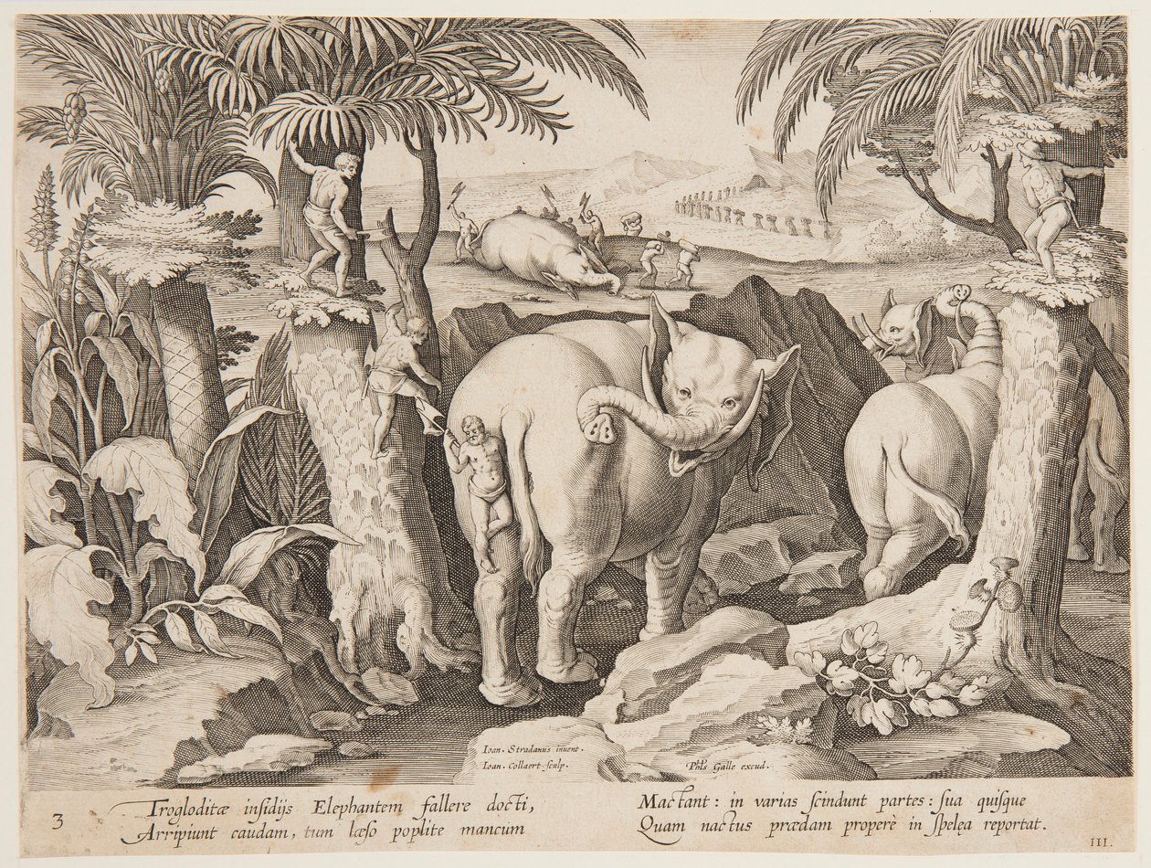 Cavemen Chasing Elephants, plate 3 fra Hunting of Wild Animals, Birds and Fish-serien av Jan van der Straet, called Stradanus