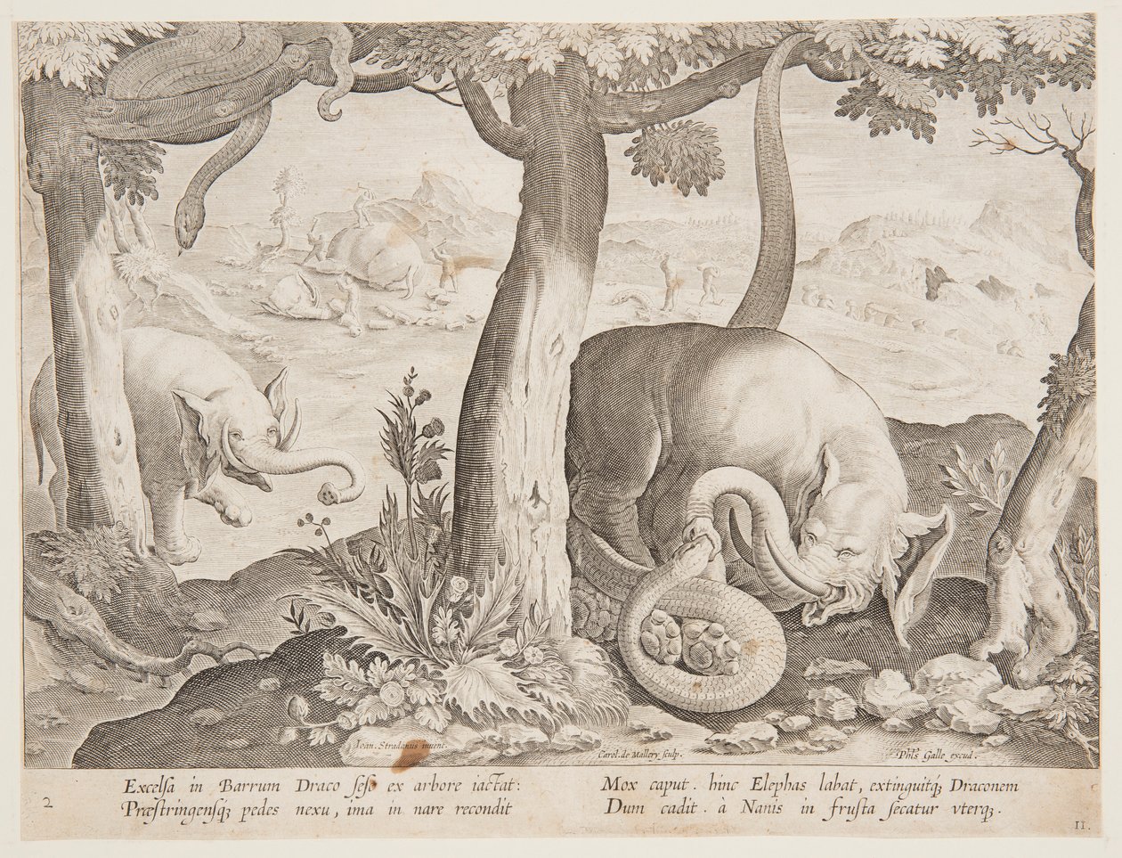 Fight between Elephants and Snakes, plate 2 fra Hunting of Wild Animals, Birds and Fish-serien av Jan van der Straet, called Stradanus