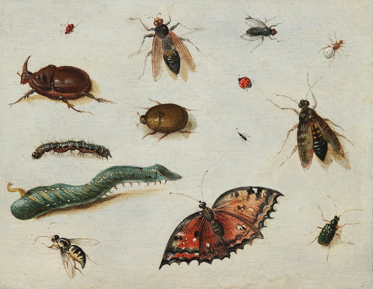 ""Insekter"" (Insekter) Maleri av Jan Van Kessel den eldre (1626-1679) Olje på tre Dim 13x16,5 cm Fondation Custodia av Jan van the Elder Kessel