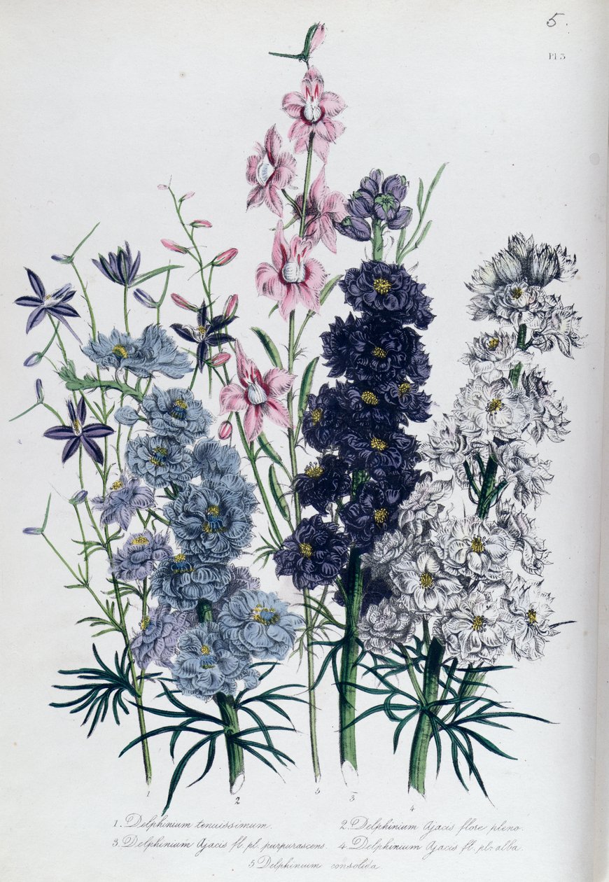 Delphiniums, plate 3 fra 