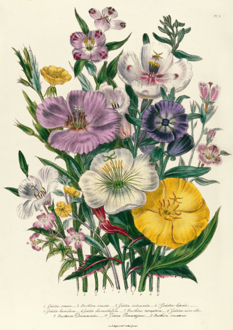 Godetia og Anothera, plate 8 fra 'The Ladies' Flower Garden', utgitt 1842 av Jane Loudon