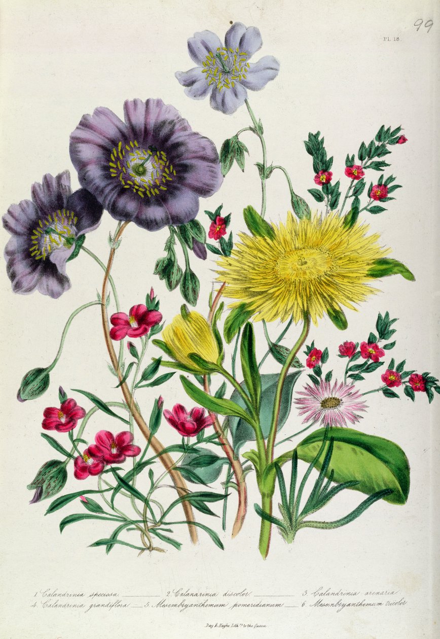 Calandrinia, plate 18 fra 