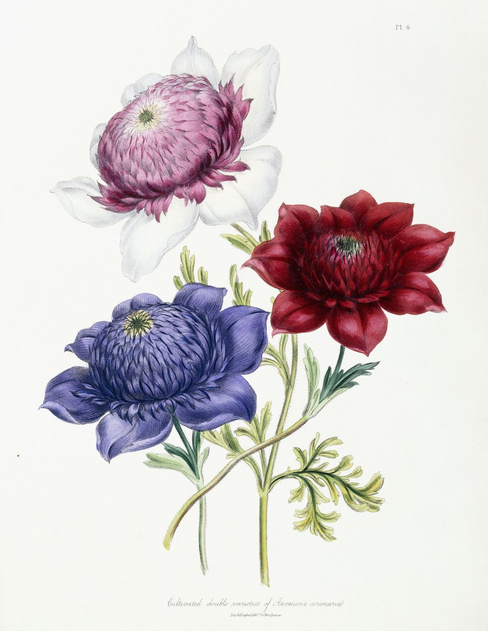 Kultiverte doble varianter av Anemone coronarial, 1843-49 av Jane Loudon