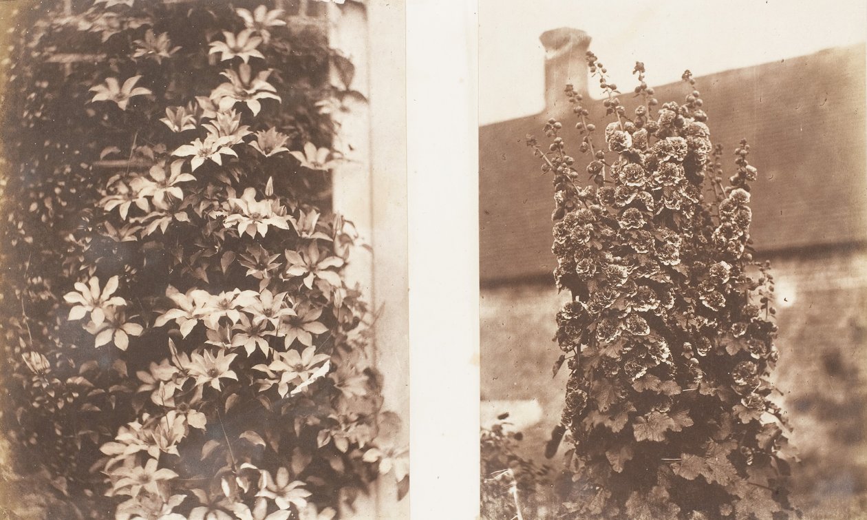 Clematis Cerulea, Stokroser, 1853-56. av Jane Martha St. John