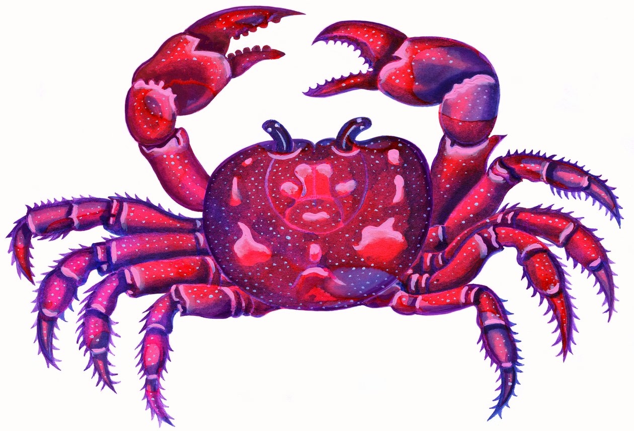 Cancer the Crab, 1996, (blekk og gouache) av Jane Tattersfield