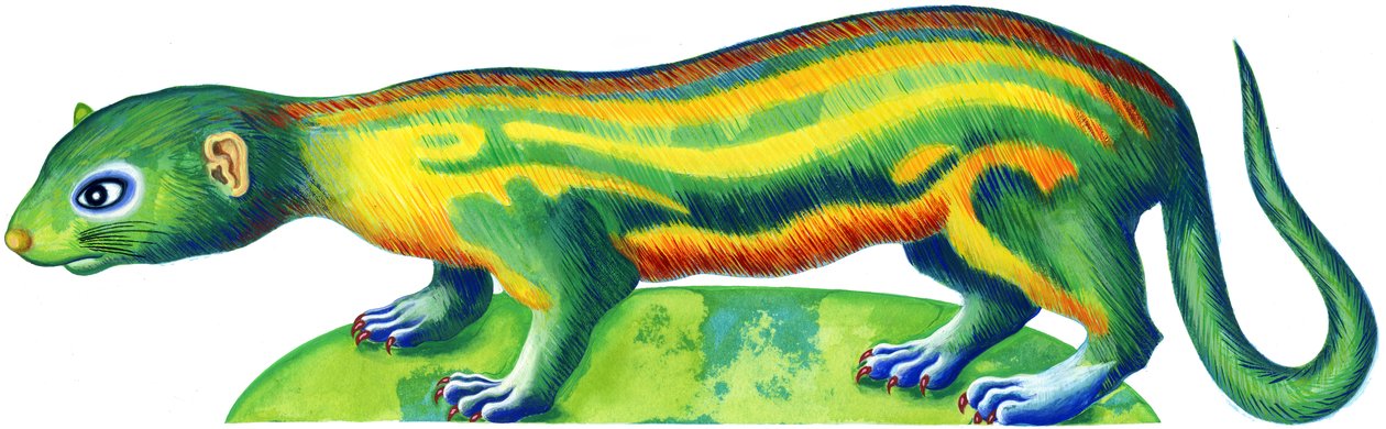 Ferret, 1996, (blekk og gouache) av Jane Tattersfield