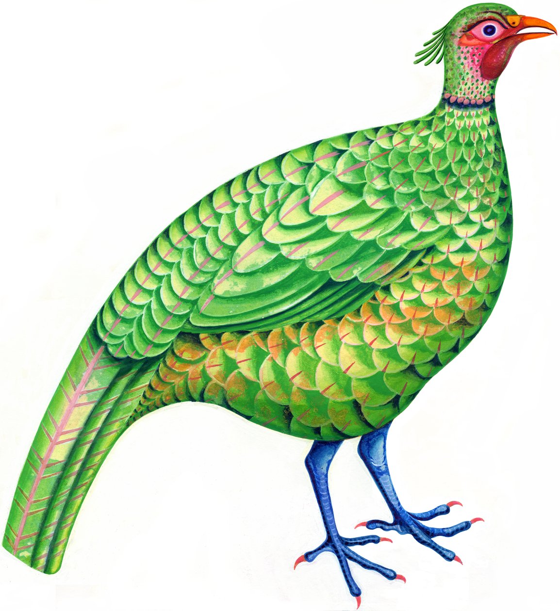 Fasan, 1996 (blekk og gouache) av Jane Tattersfield