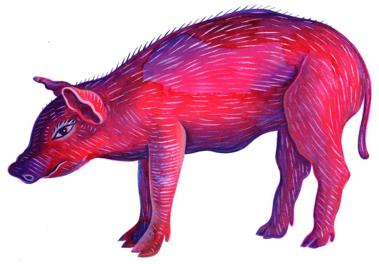 Pig, 1996, (blekk og gouache) av Jane Tattersfield