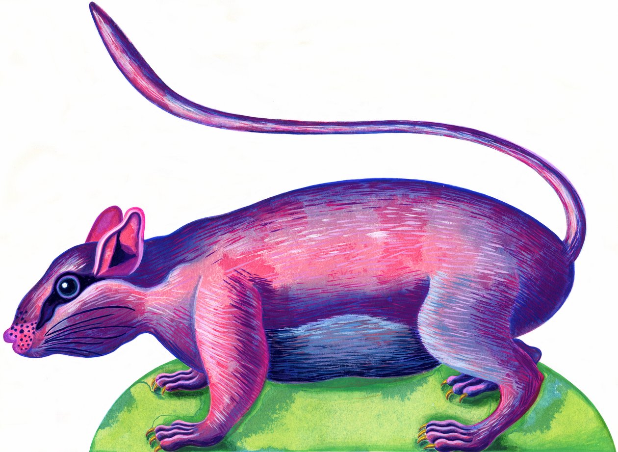 Rat, 1996, (blekk og gouache) av Jane Tattersfield