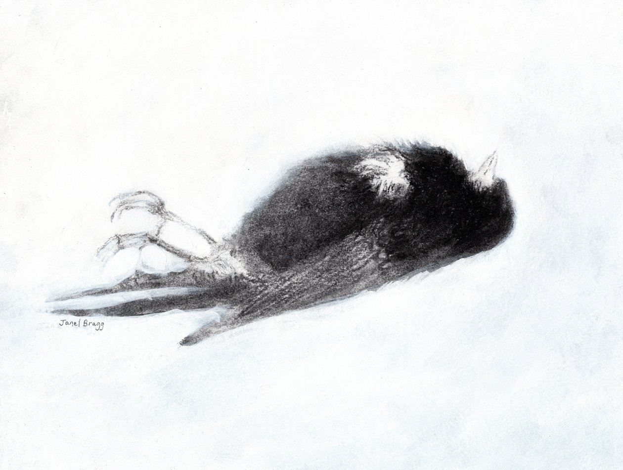 Sårbarhet og død om vinteren (Død fugl ved trappeoppgangen min II, ca. 2019) kull og gesso på papir) av Janel Bragg