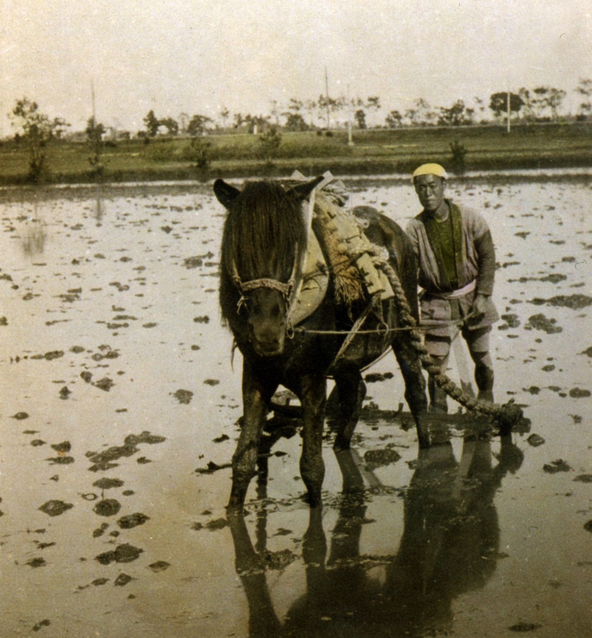 Pløying av rismark, ca. 1900 (albumfoto) av Japanese Photographer