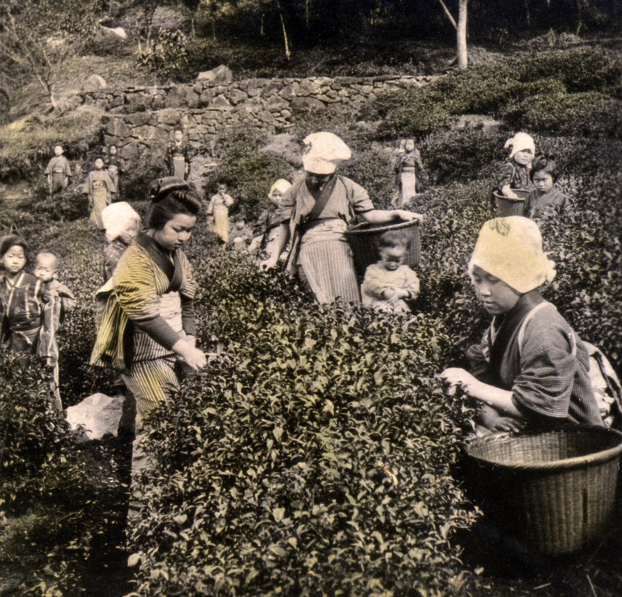 Teplukking i Uji-provinsen, ca. 1900 (albumfoto) av Japanese Photographer