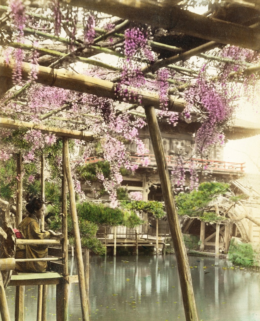 Wisteria blossom, Kameido Temple Gardens, Tokyo, tidlig på 1890-tallet (håndfarget bilde) (se også 172942) av Japanese Photographer