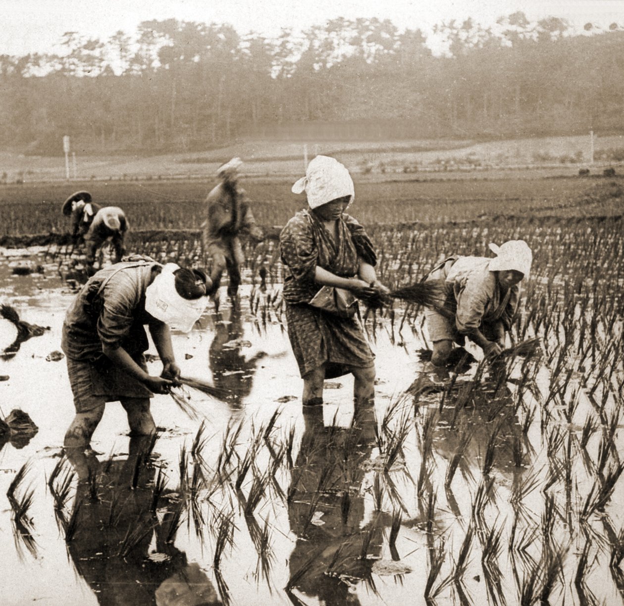 Kvinner som planter ris i Japan, ca. 1900 (albumfoto) av Japanese Photographer
