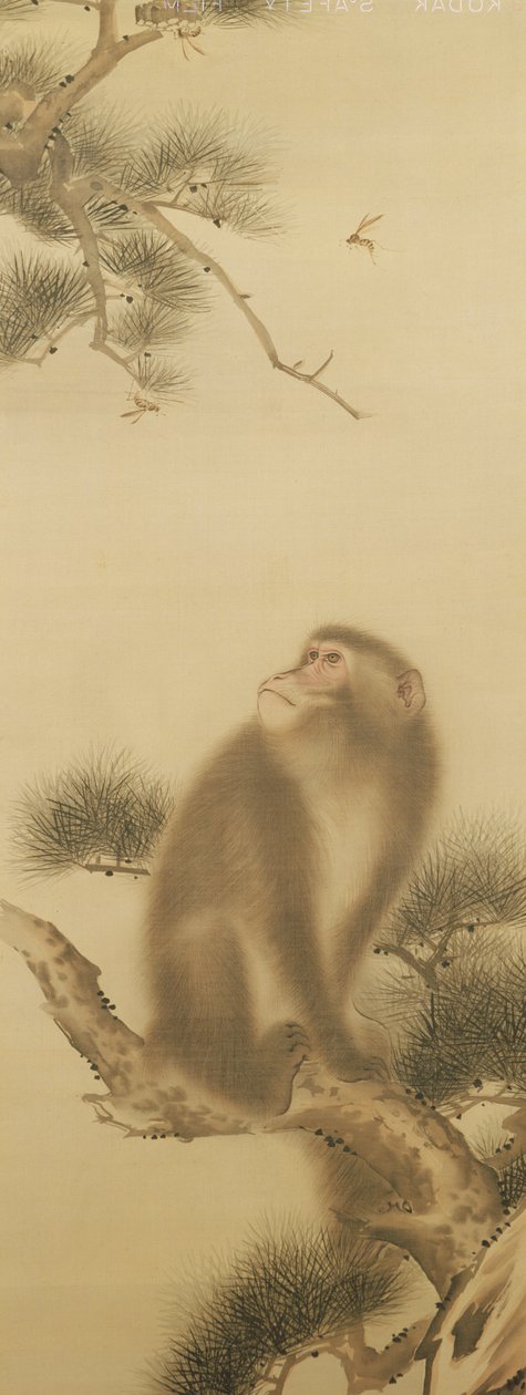 Ape ser på en øyenstikker (blekk på papir) av Japanese School