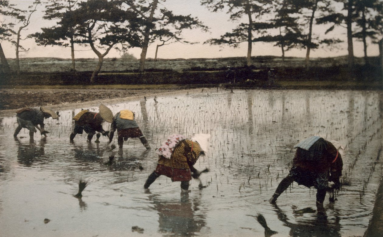 Fem bønder som planter ris på nytt i en rismark, 1890-tallet. av Japanese Photographer