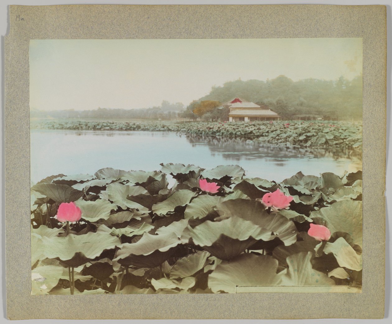 Lotuser i Shinobadzu-dammen, Uyeno-parken, Tokyo, Japan (håndfarget svart/hvitt-bilde) av Japanese Photographer