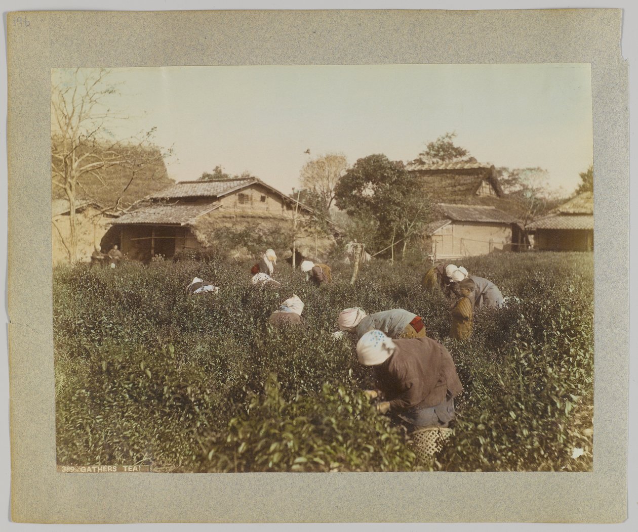Picking Tea, Japan (håndfarget svart/hvitt-bilde) av Japanese Photographer