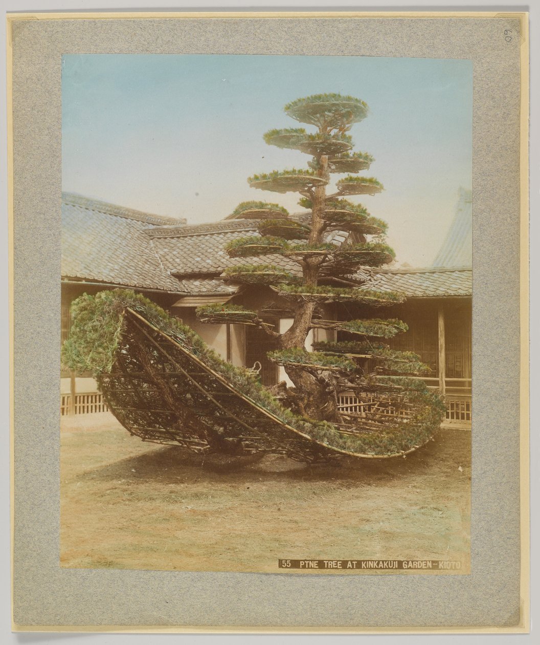 Pine Tree i Kinkakuji Garden, Kyoto, Japan (håndfarget svart/hvitt-bilde) av Japanese Photographer