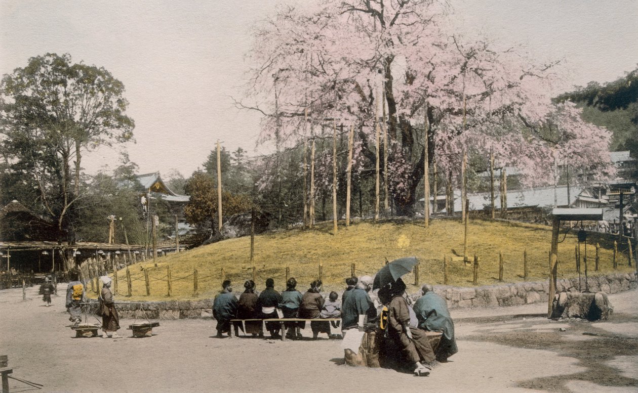 Det berømte kirsebærtreet i Maruyama, Kyoto 1890-tallet. av Japanese Photographer