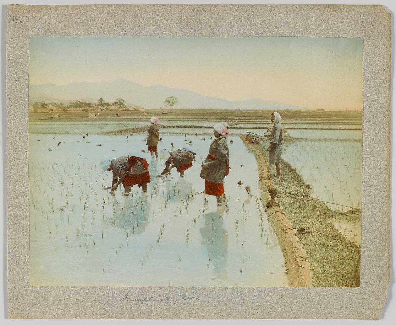 Transplanterer ris, Japan (håndfarget s/hv-bilde) av Japanese Photographer