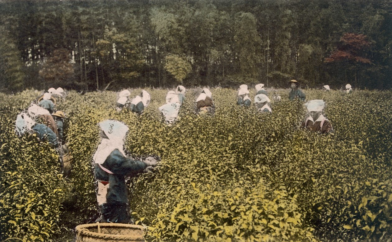 Kvinner plukker te, med mannlig tilsynsmann, 1890-tallet. av Japanese Photographer