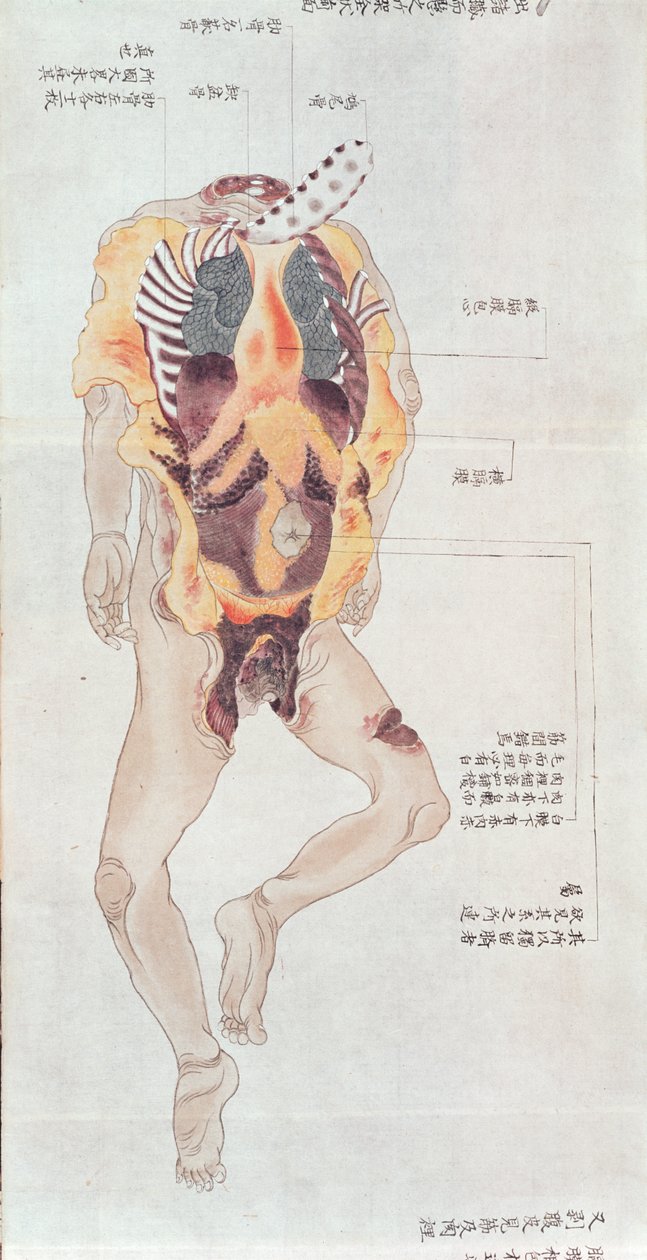 En kropp uten insmur fra disseksjonen av et torturoffer fra 1796, fra en makimono av en Midori-lege, 1842 (penn og blekk og wc på papir) av Japanese School