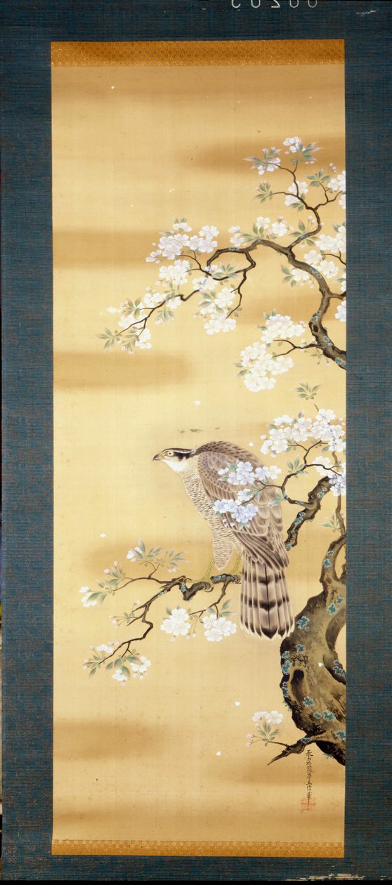 Falk på en gren av japansk kirsebær blomstret. Silkemaleri fra 1700-tallet i Japan. Genova. Museo Chiossone. av Japanese School
