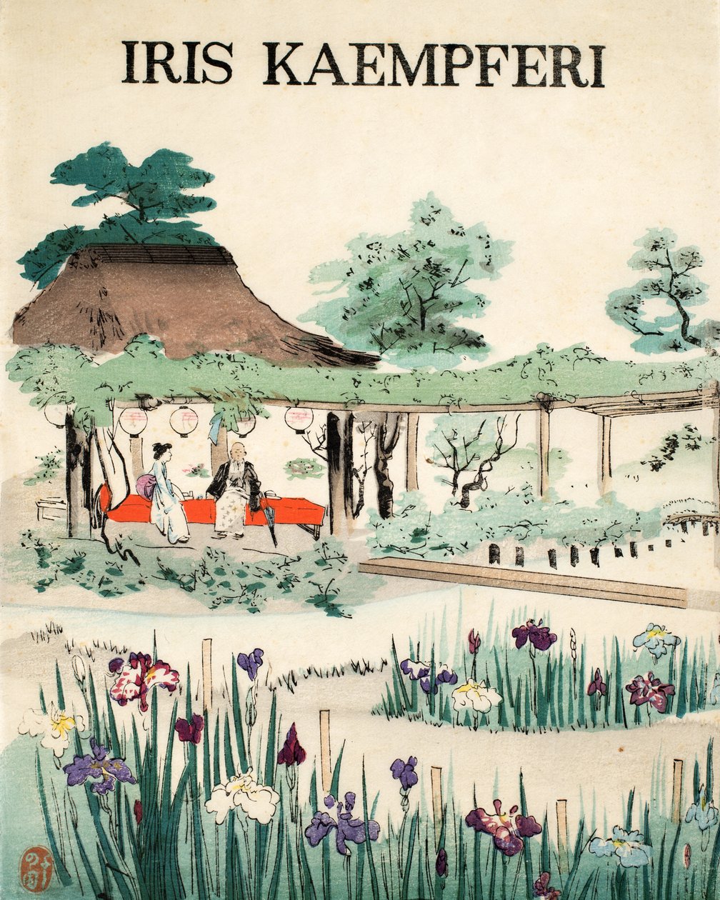 Iris Kaempferi - Forside, 1890 av Japanese School