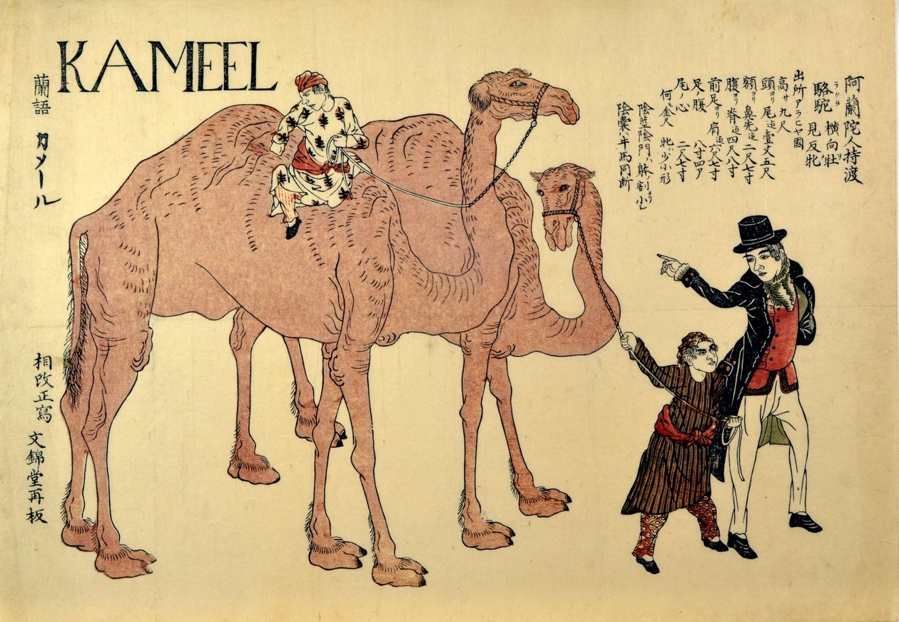 Kamel, pub. 1821 (farget tresnitt) av Japanese School