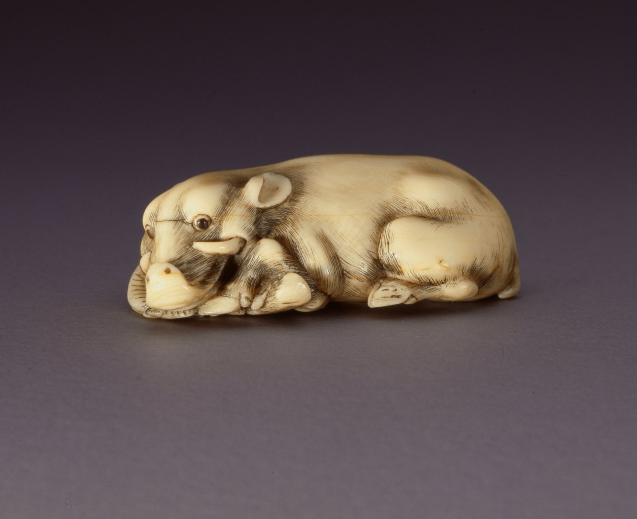 Netsuke som viser et liggende villsvin, ca. 1750-80 (narwahl horn) (se også 210190) av Japanese School